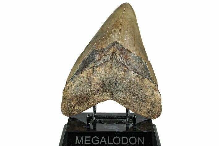 Fossil Megalodon Tooth - Huge NC Meg #328309